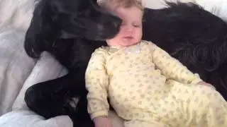 Cute Baby French Kissing Dog