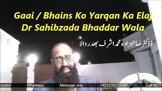 Gaai Bhains Ko Yarqan Ka Elaj Dr Sahibzada Bhaddar Walaڈاکٹرصاحبزادہ محمد اشرف بھد ر والا