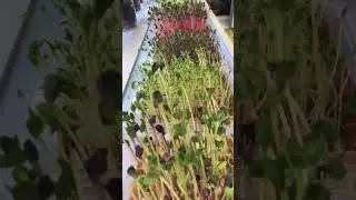 Микро зелень 