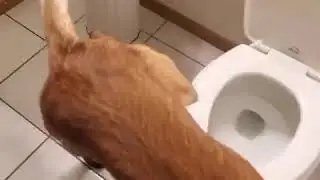 УМНЫЙ ПЁС!😂😂😂😂😂😂😂😂😂