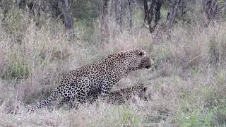 Mating leopards at Sabi Sabi