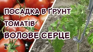 Томати Волове серце. Висадка в ґрунт. | Агро-Рокся