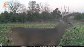 Food Plot Trail Camera Video compilation