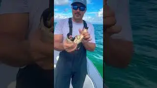 Stone Crab, Can it Break it! Ep 1
