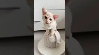 Где мои 🥚🥚? #бурма #cat #бурманскиекотята #kitten #catlover #cute #купитькотенка #pets #котята