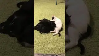 4 больших хвостика и мама