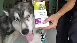 How To Get Rid of Worms in Dogs 