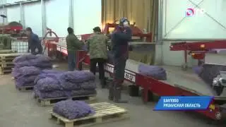ОТР о Шилово