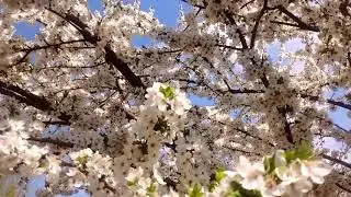 11.04.19 зацвела слива.