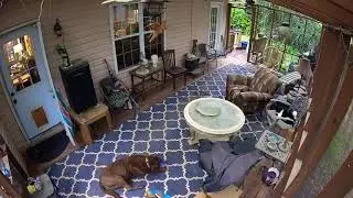 Chesapeake Bay Retrievers Peanuts