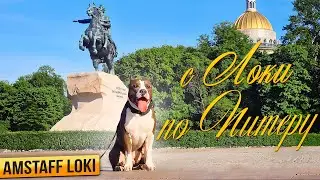 Амстафф Локи | С Локи по Питеру | Amstaff Loki | Полное видео