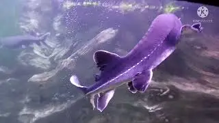 Басик в океанариуме в Крокус сити🐠🐡