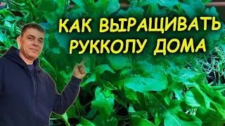 Выращивание рукколы индау зимой. Как выращивать рукколу индау на подоконнике. Руккола. Индау.