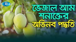 আম না খেয়ে বিষ খাচ্ছেন নাতো? চেনার উপায় জেনে নিন [Find out organic Mango]