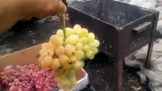 ВИНОГРАД 2018