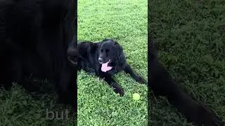 What my guide dog is really like… 🦮😀