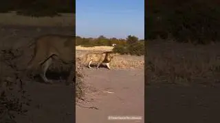 Mogothlo male on mission!