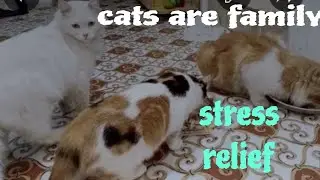 CATS BONDING | RELAXING AND STRESS-FREE