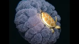 The Golden Turtle