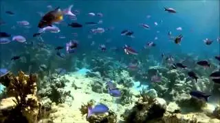 подводный мир