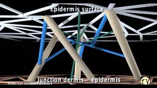 Dr Jean-Claude Guimberteau Interviewed by Dr Chikly: A New Way to Think About Anatomy - PART 1