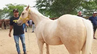 FEIRA DE CAVALOS EM ALTINHO-PE  31-08-2024  #nordeste