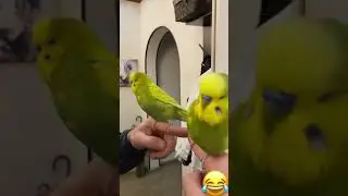 Жирик болтун и танцор ) 🕺 #говорящийпопугай #попугай #жирикмакедонский #смешнойпопугай #юмор #жирик