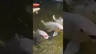 Koi Fish