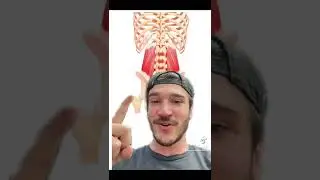 QL Muscle Pain And What To Do About It