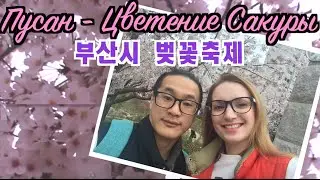 부산시 벚꽃축제 | Цветение Сакуры в Пусане | Sakura Bloom's in Busan [Eng.Rus. Sub]