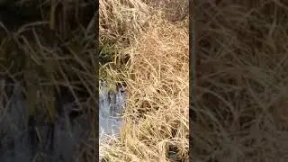 Утка на реке жирует. 13 ноября 2021 г.