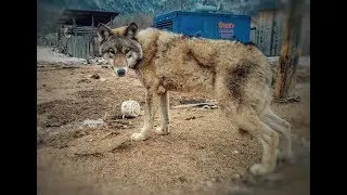 Tofalaria. THE BURDEN OF THE LAST - how a people doomed to extinction survives.