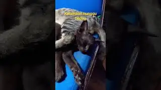 Nunggu suara bedug