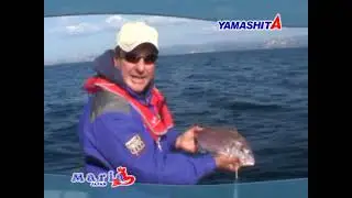 Mister Fish Blue Springs Yamashita Jigging