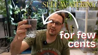 the CHEAPEST self-watering pot HACK 💰🪴