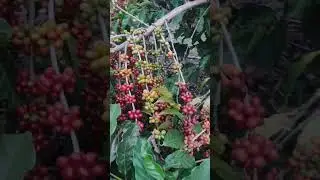 COLHEITA DE CAFÉ VITÓRIA DO ESPÍRITO SANTO