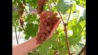 Platovsky - grape variety description