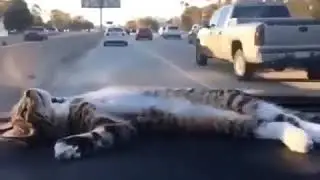 Жизнь прекрасная