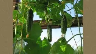 Паутинный клещ на огурцах: методы борьбы