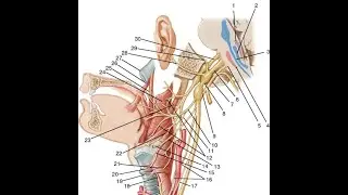 Lecture 3  Innervation of Head and  Neck
