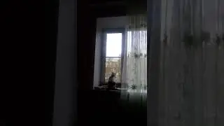 Кот в ШОКЕ