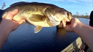 First topwater fish of the year was a citation bass!
