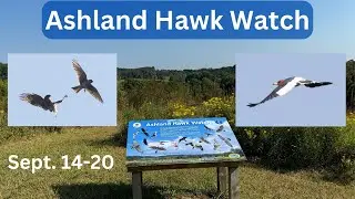 Ashland Hawk Watch Update Week 3: Highlights and Raptor Identification Practice (September 14-20)