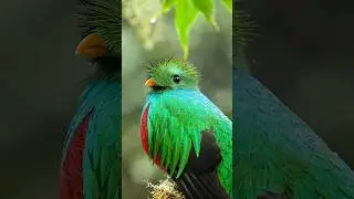 World’s most beautiful bird poses like a cover girl model.