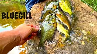BLUEGILL CATCH CLEAN AND COOK!