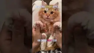 уууу..... что за милота, когда твоя девушка шепчет тебе как сильно любит тебя )))) #shorts #котик