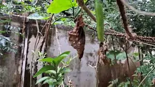 ഹായ് ഇത്രേം കോവക്കയോ ഒന്ന് കണ്ടു നോക്കൂ