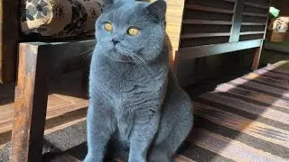 Coconut. Blue British Shorthair. Loves Brushing