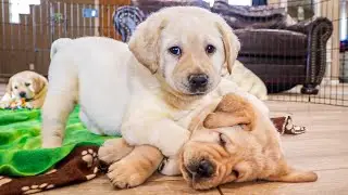 Puppies Get The Zoomies During Play Time!!