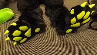 Paws & Cuddle #2 ** Late Night ** Eurofurence 26 ** for Furry, Fursuiters and read description first